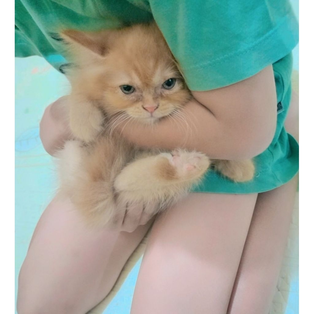 kucing persia anggora