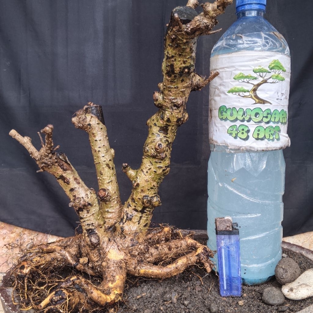 Bahan Bonsai Hokianti Import Bunga Programan Formal Batang Gruping Small Size Real Pict