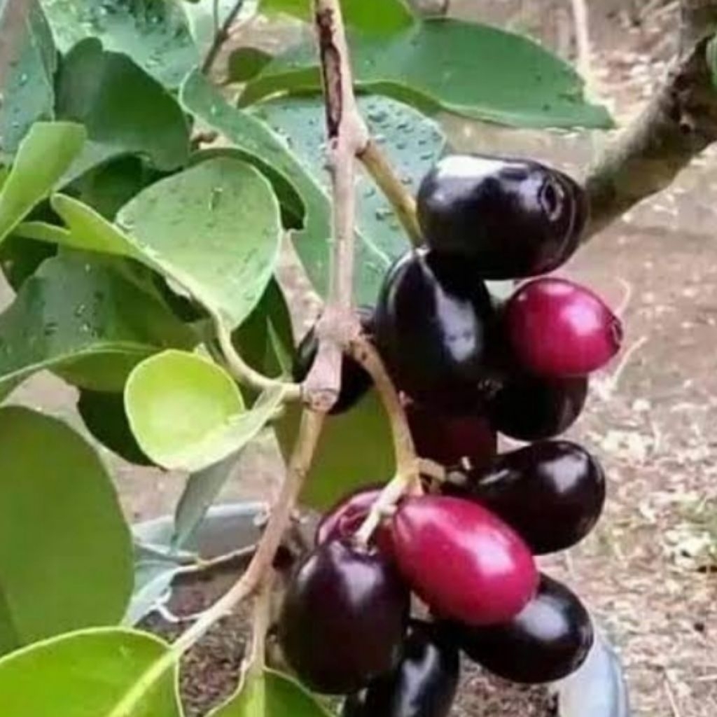 Bibit buah juwet