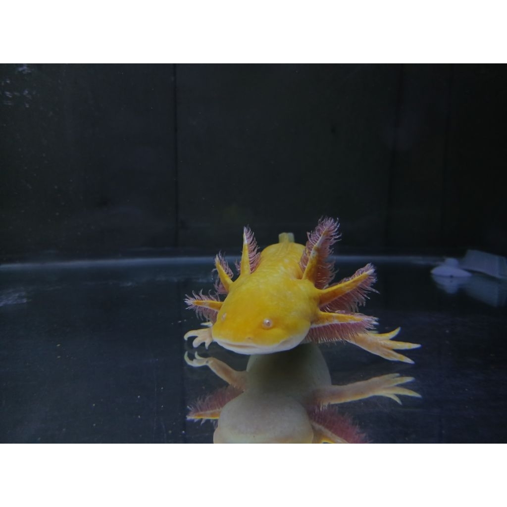 BABY AXOLOTL GOLD 6CM
