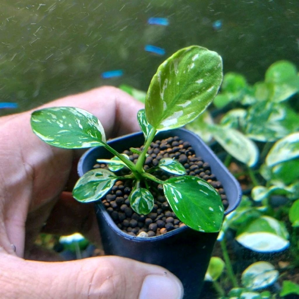 anubias var king anubias varking small