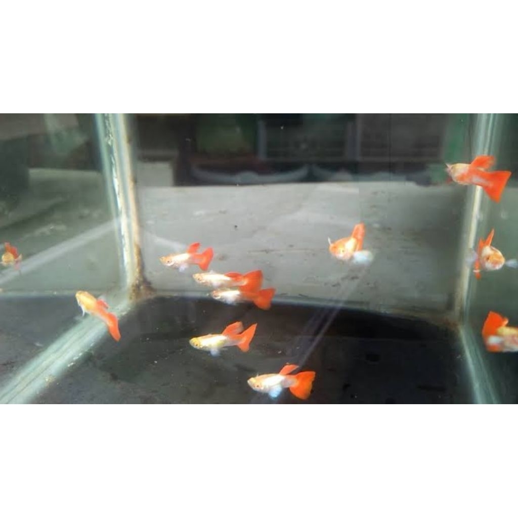 Penghias Akuarium Albino Prtde