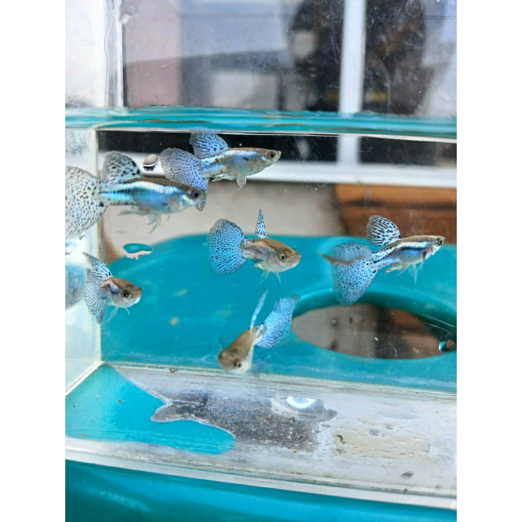 boneka guppy blue grass