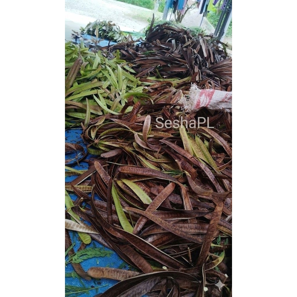 DAUN LAMTORO KERING