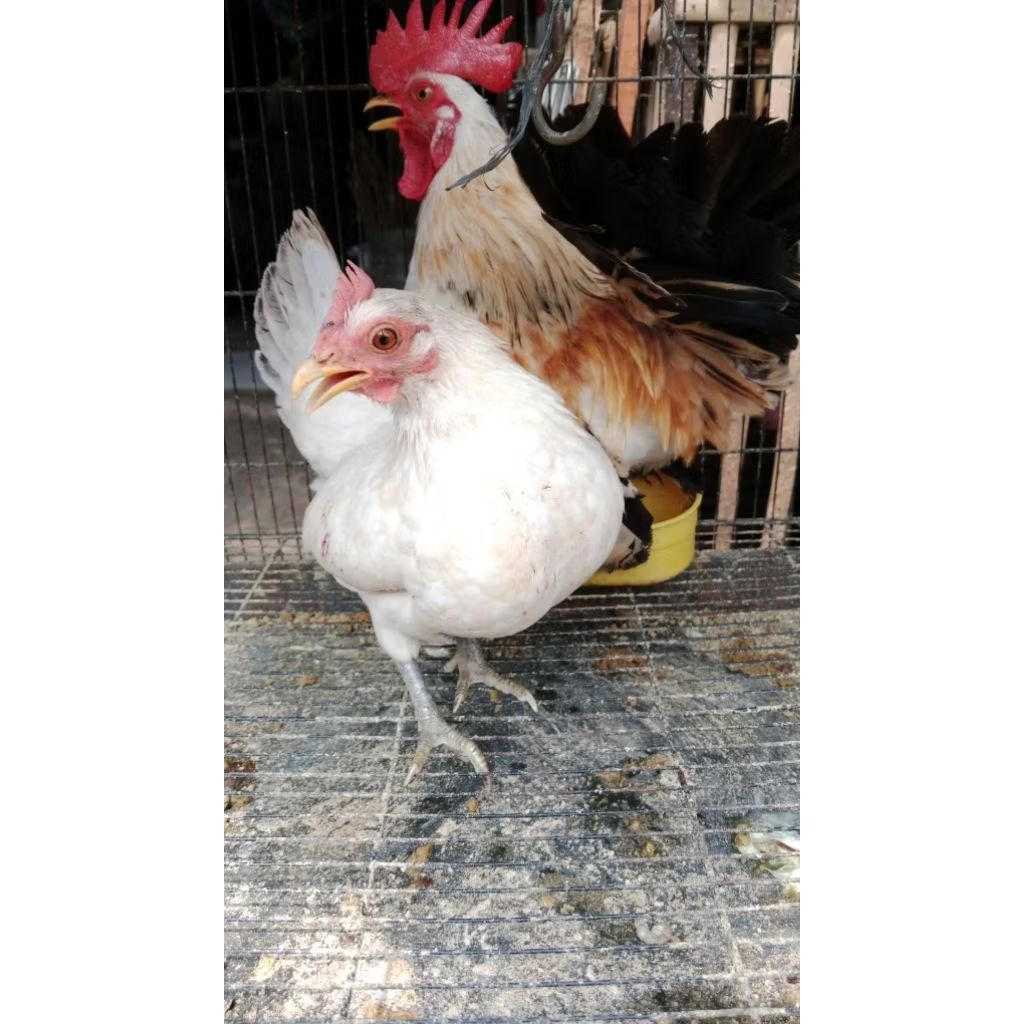 ayam kate dewasa sepasang siap ternak harga per sepasang