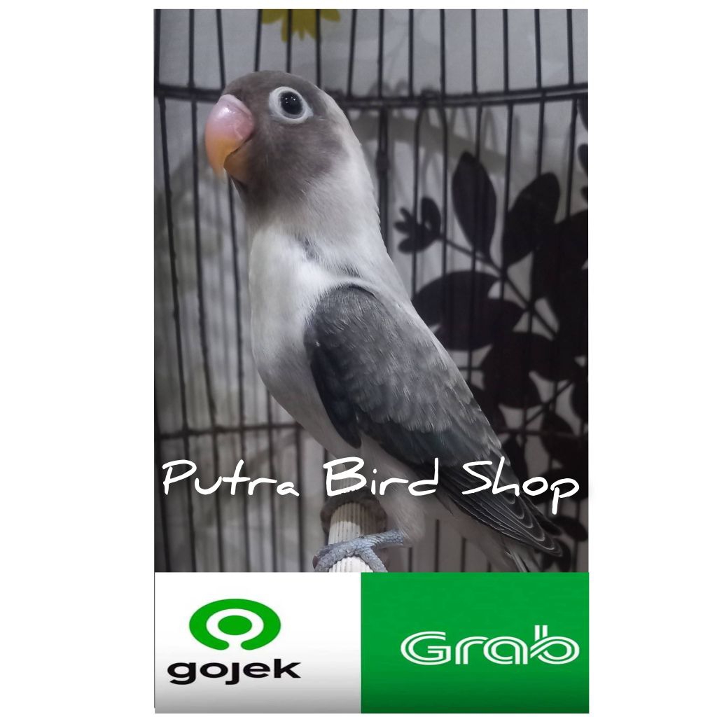 Love Bird Biola Ewing Paud/Balibu