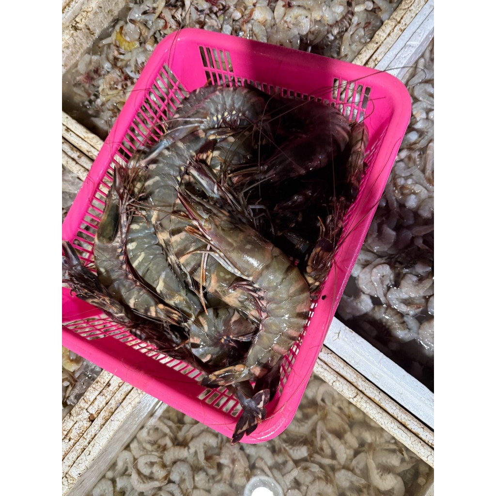 UDANG TIGER UDANG LAUT UDANG LOREK