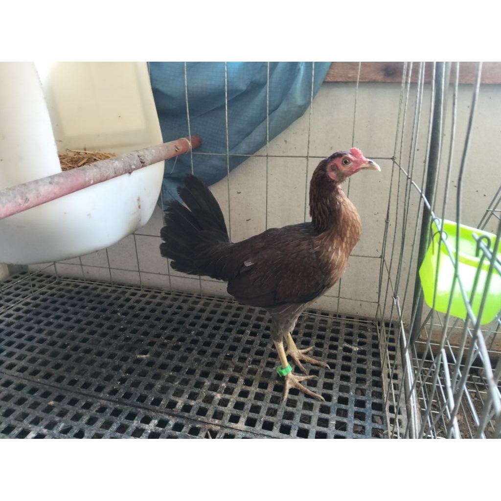 Jual Telur Ayam Original Philipin