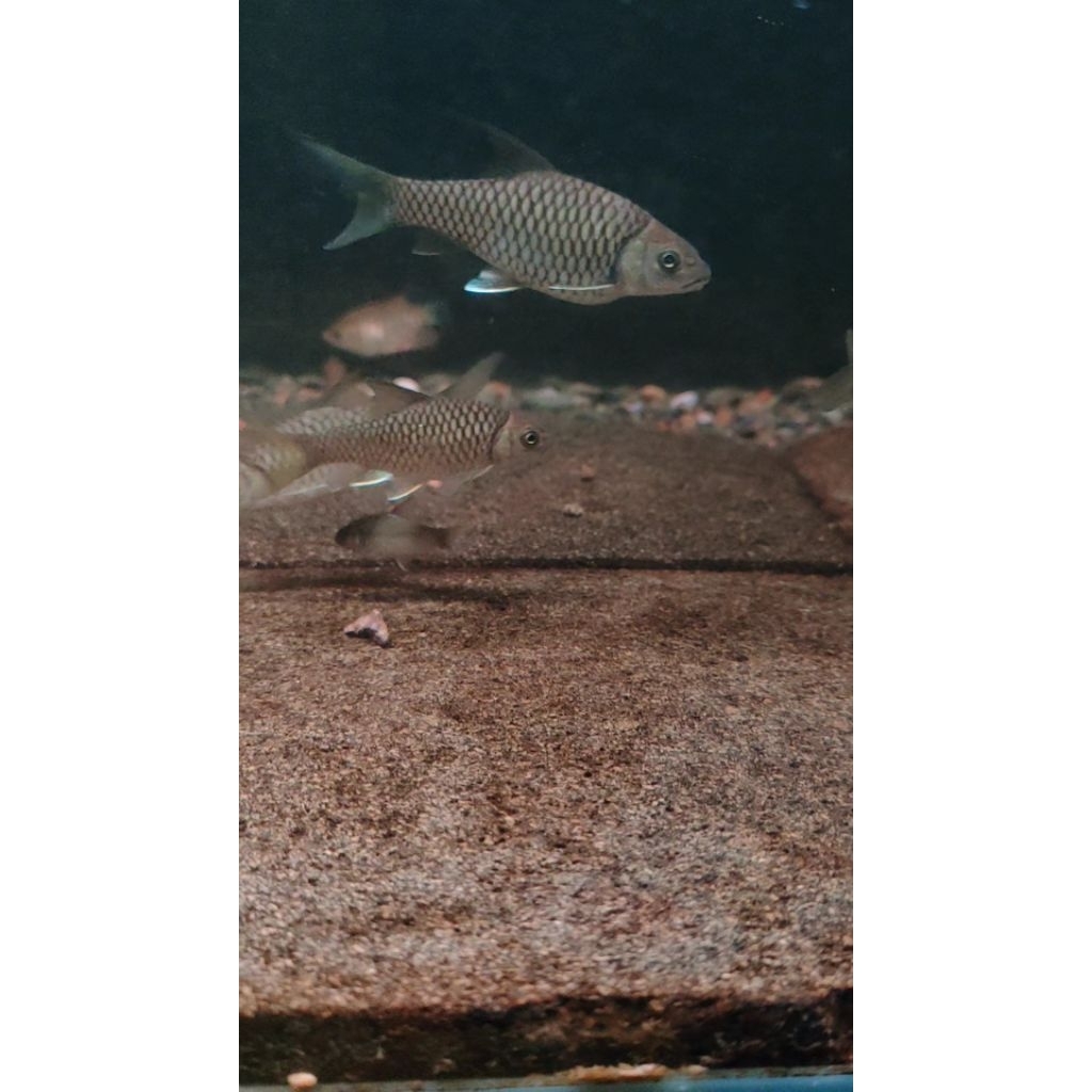 Blue Masheer Tor Tambroides Kalimantan 7-9cm