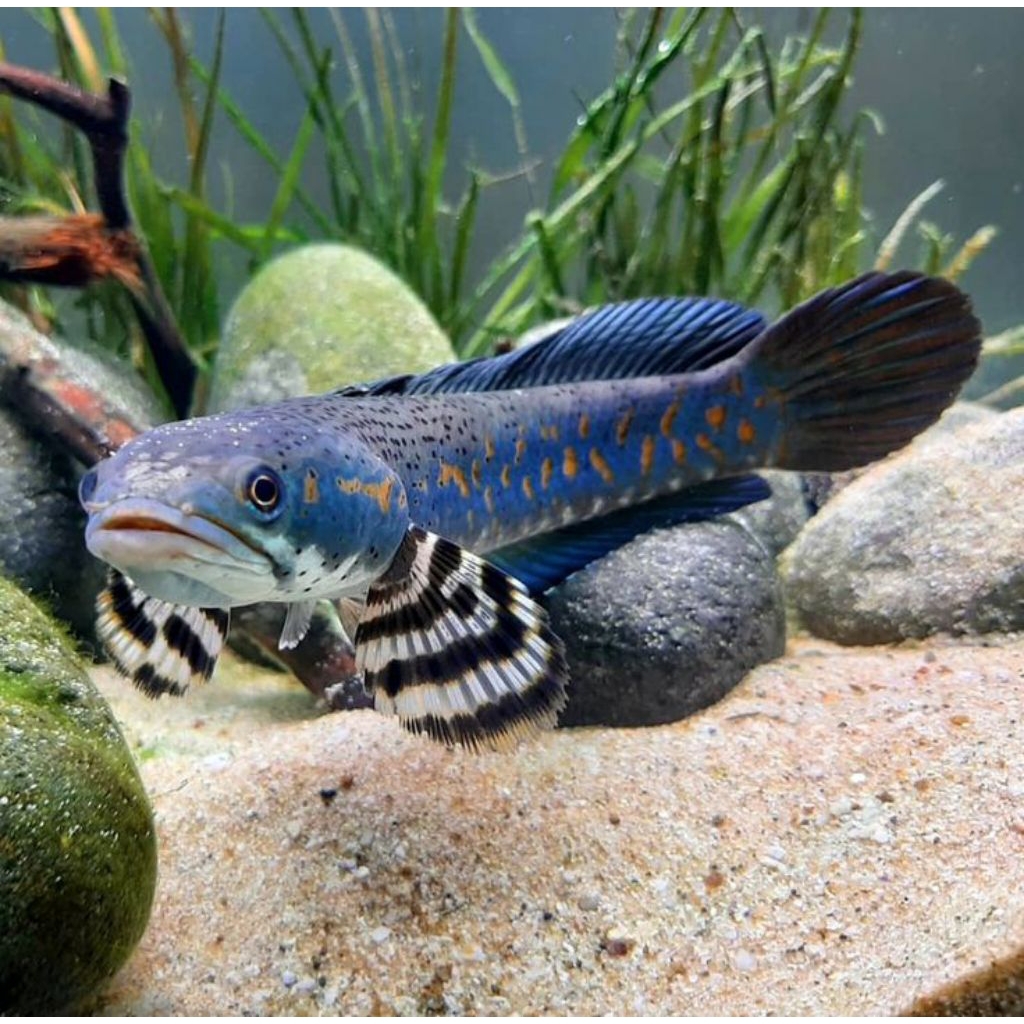 Channa pulchra