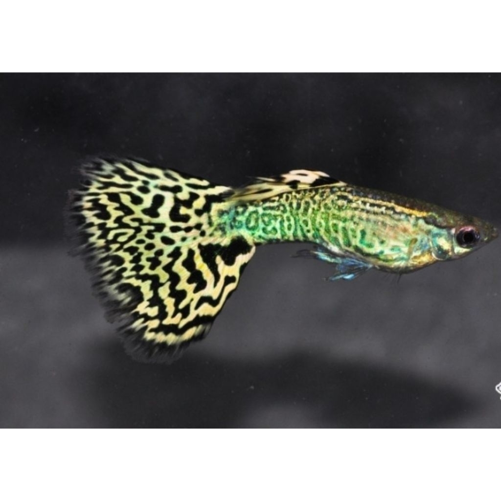 Ikan Hias Guppy blue green  grass sepasang