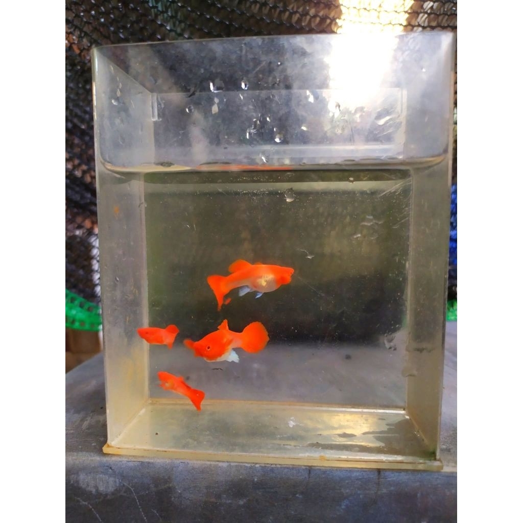 albino koi red ear trio jantan&betina