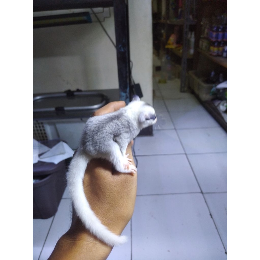 sugar glider joey white face