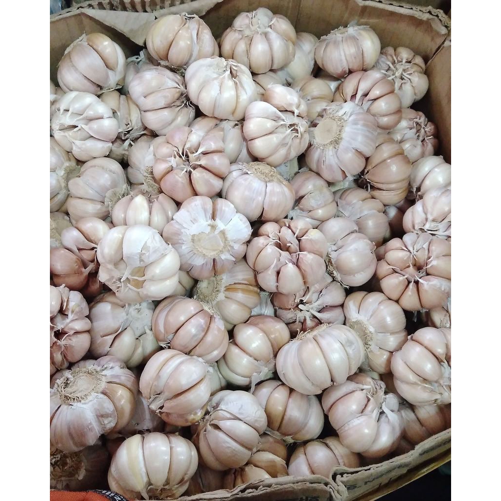 bawang putih sinco