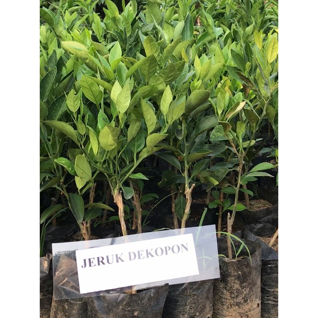 bibit jeruk dekopon okulasi