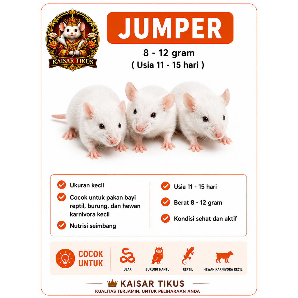 Tikus Putih Mencit Jumper - Pakan Reptil dan Burung Predator