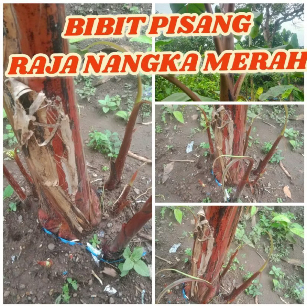 Bibit Pisang Raja Nangka Merah Super Siap Tanam - Unggul, Cepat Berbuah, Aroma Harum