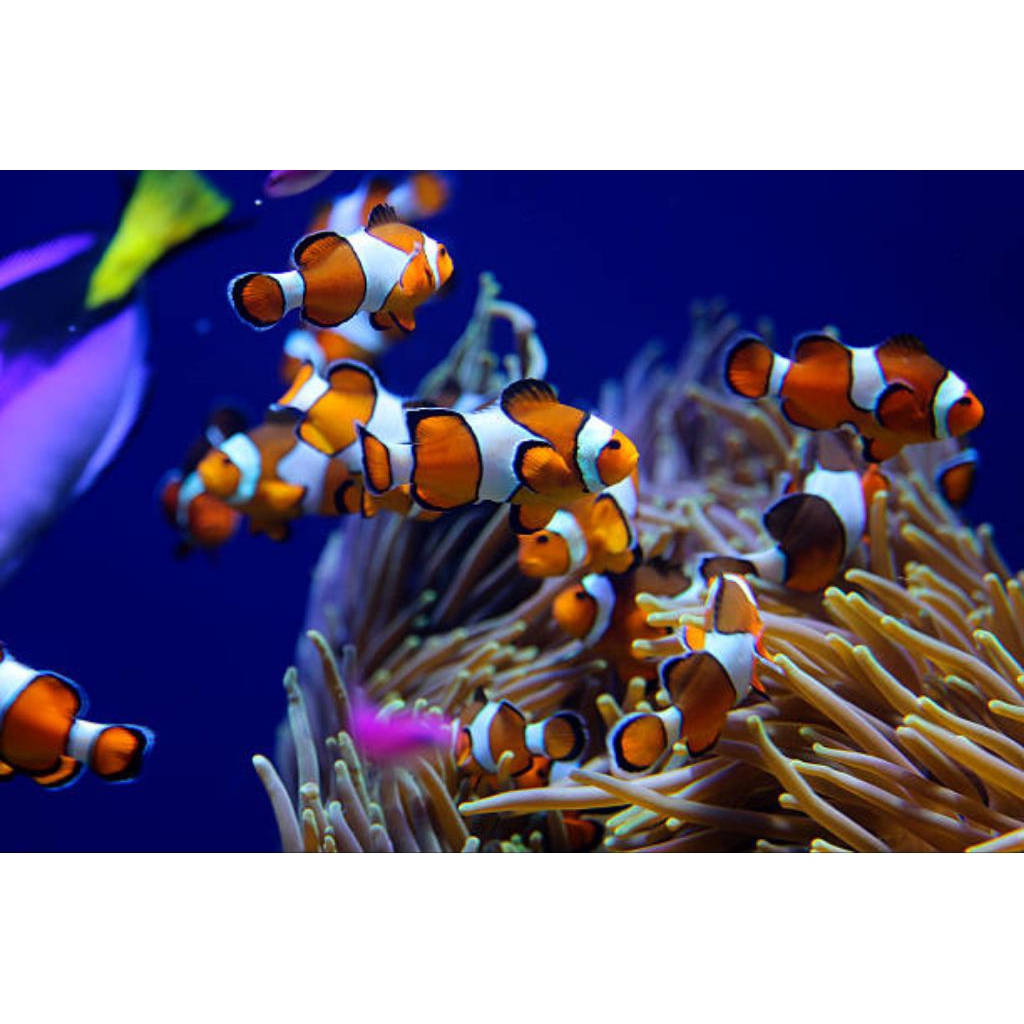 Ikan Nemo(Air Laut)Khusus Gojek