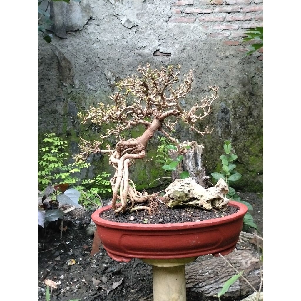 Bonsai Waru vietnam micro Expose root
