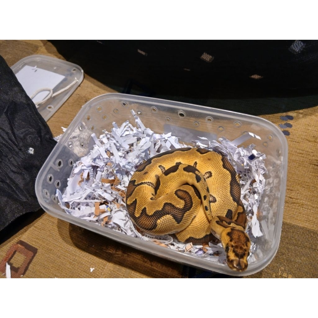 Ball python Enchi clown (F)