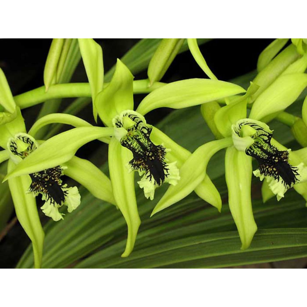 anggrek collagen pandurata/anggrek hitam
