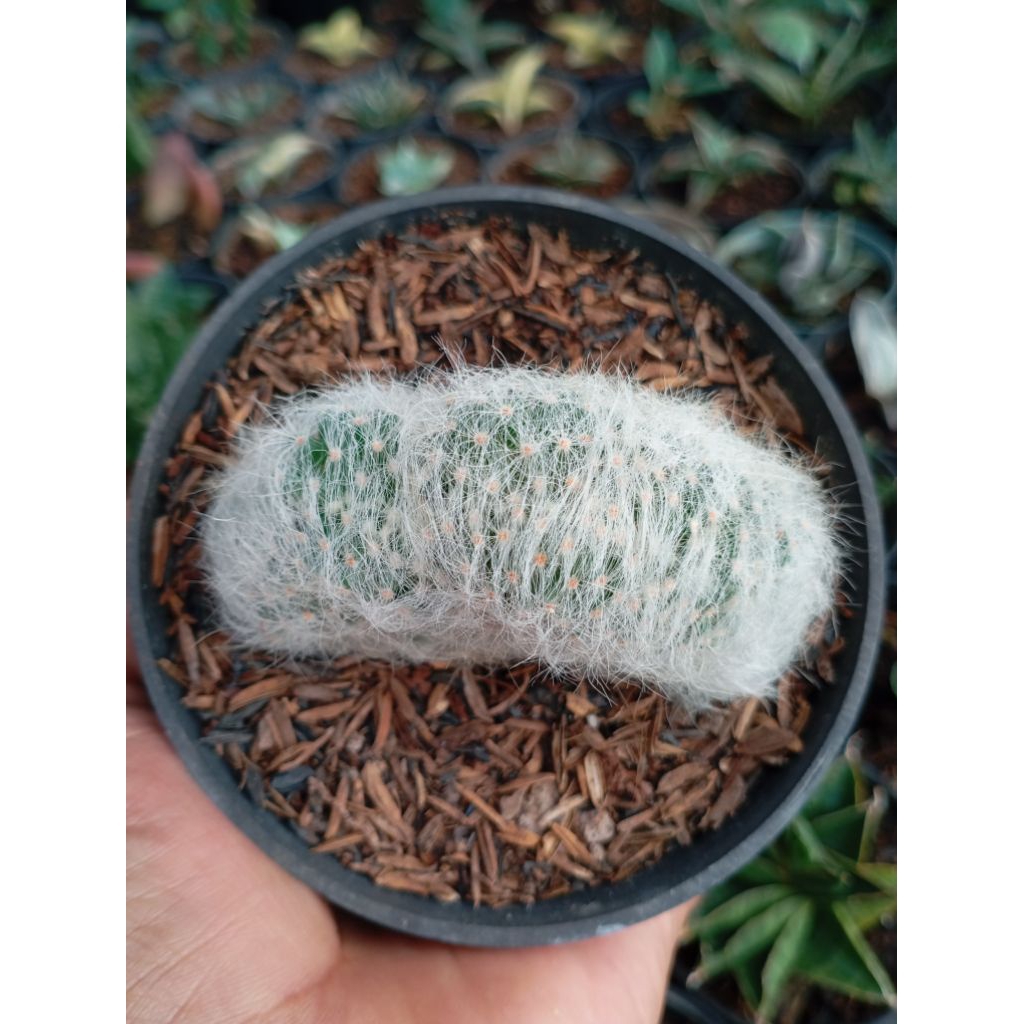 mamil baumi kristata ownroot