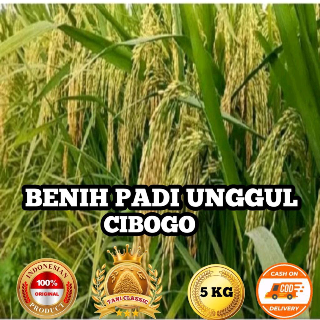 BENUH PADI UNGGUL CIBOGO BERKUALITAS kEMASAN 5KG