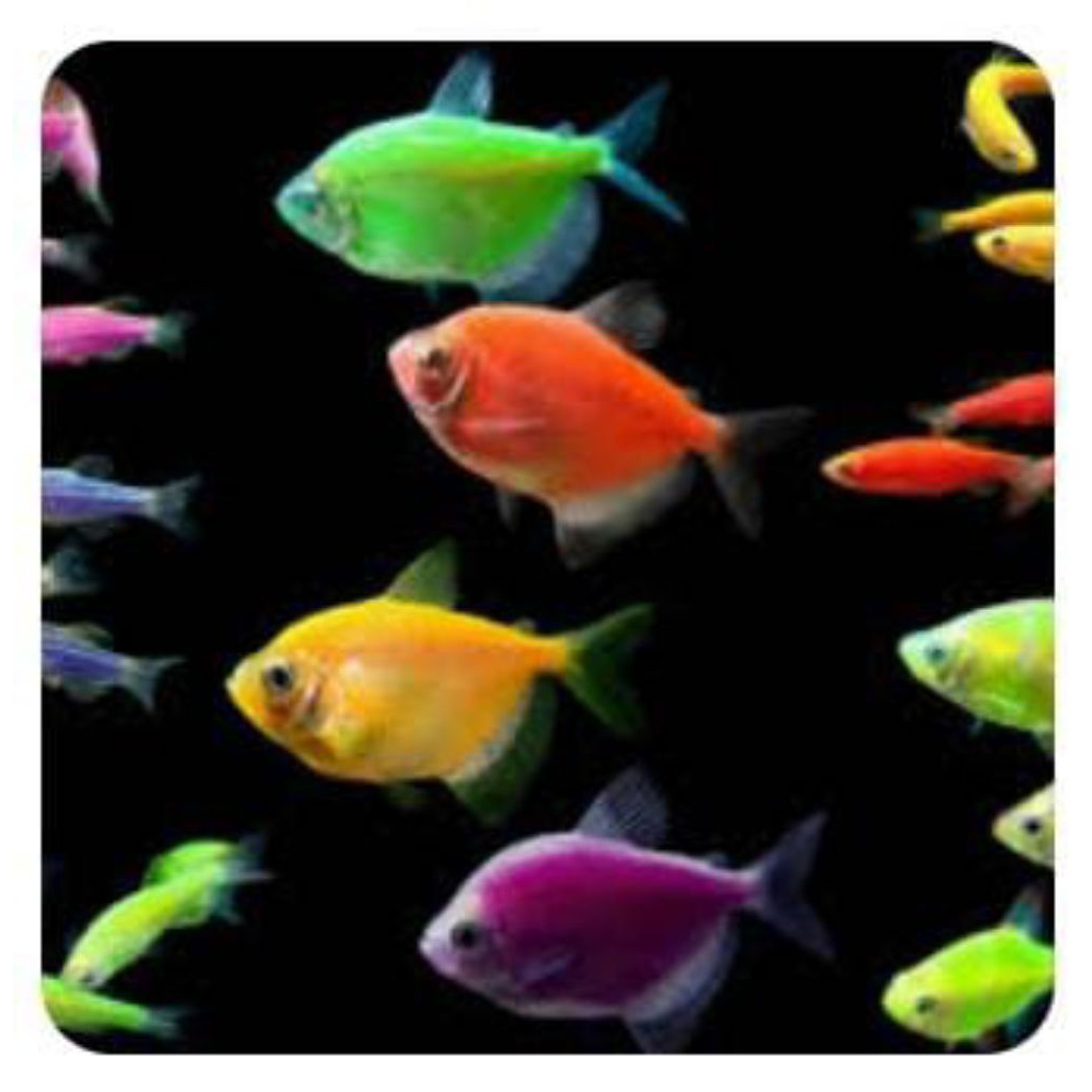 Ikan Glowfish Tetra Warna-Warni dengan Warna Menyala, Ideal untuk Akuarium Komunitas