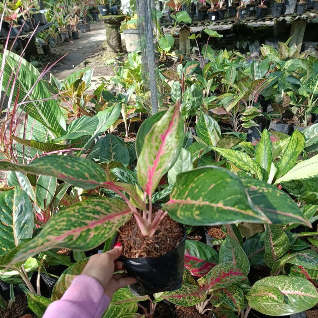 Tanaman hias gatot kaca / aglonema gatot kaca / aglonema arjuna