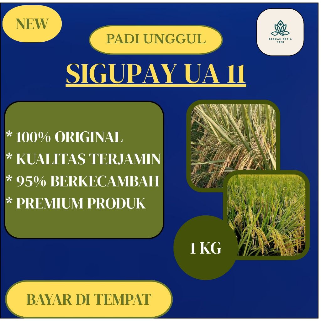 Benih Padi Unggul UA 11 Sigupai / UA11 Sigupai Lokal Aceh 1Kg