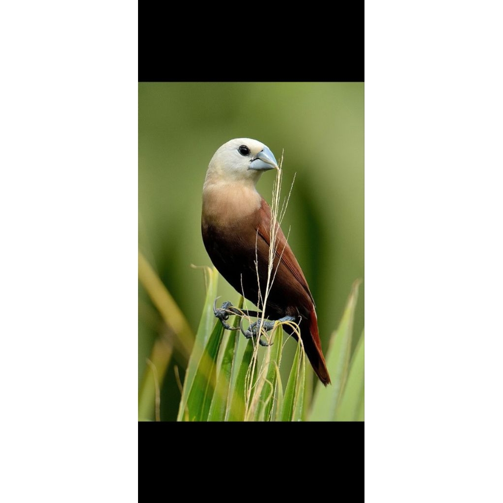 Burung Emprit Kaji Haji