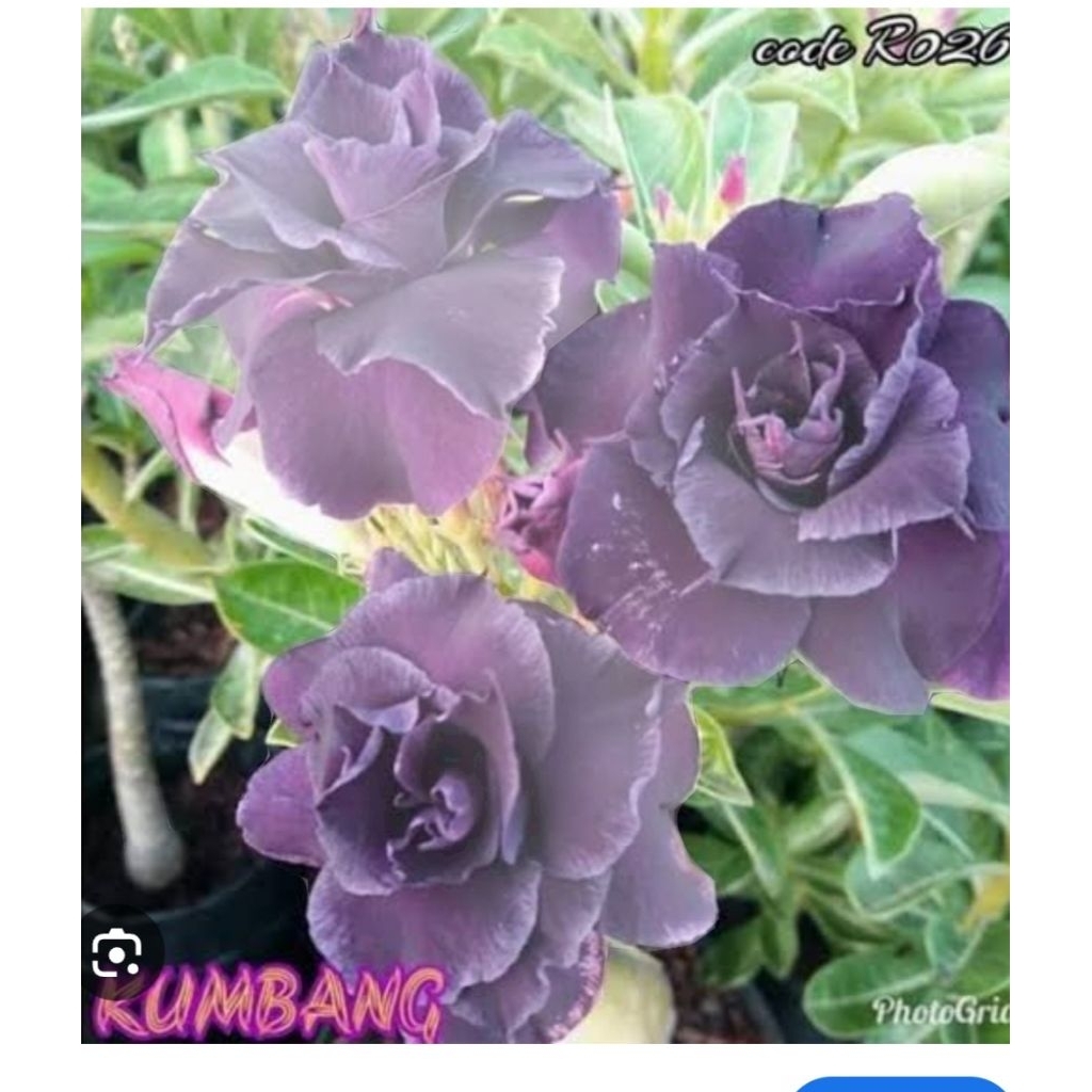 adenium bunga tumpuk kuning