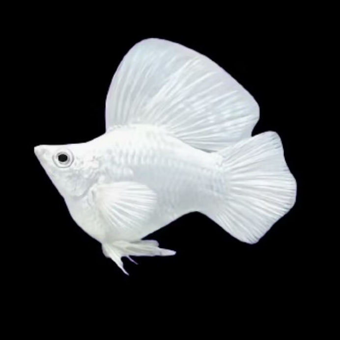 Molly Balon Platinum