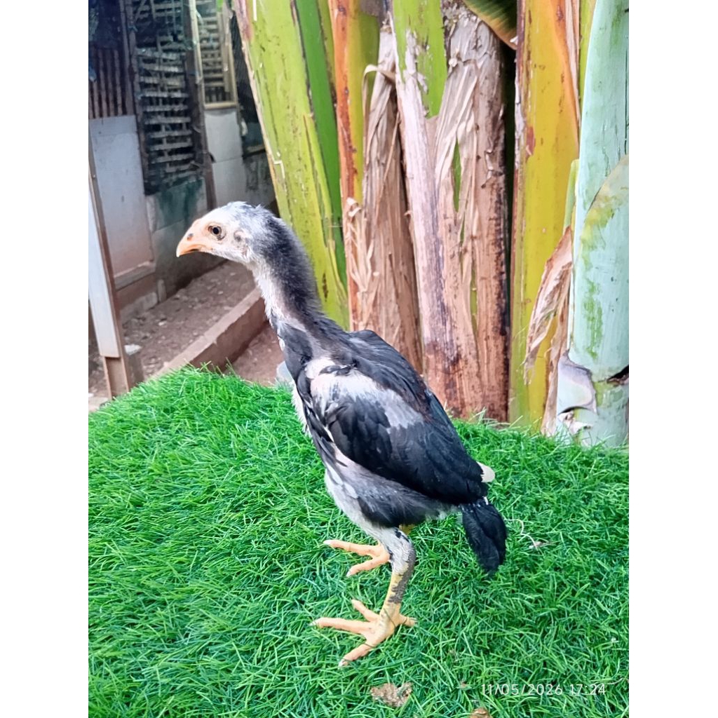 Anak Ayam Bangkok ORI