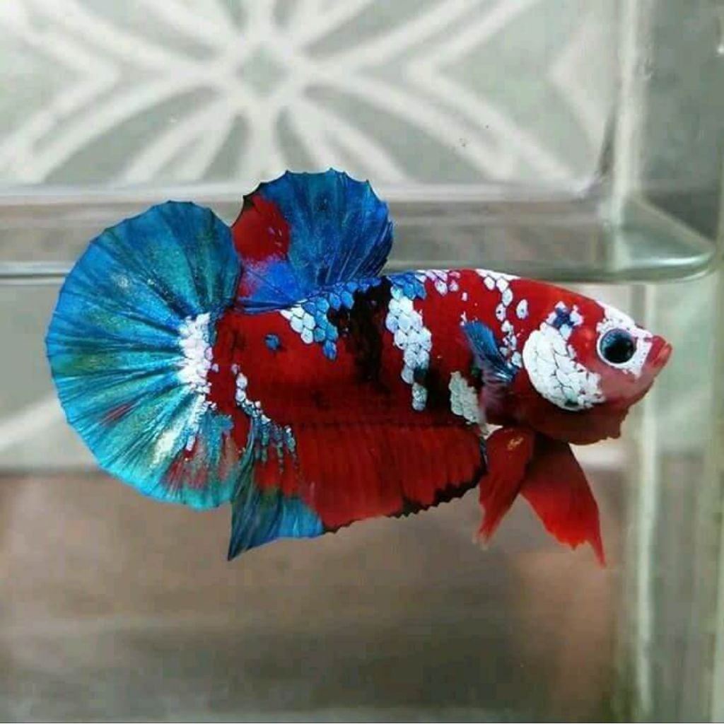 Pajangan dinding Ikan Cupang Plakat Koi Multicolour Galaxy dengan Warna Acak