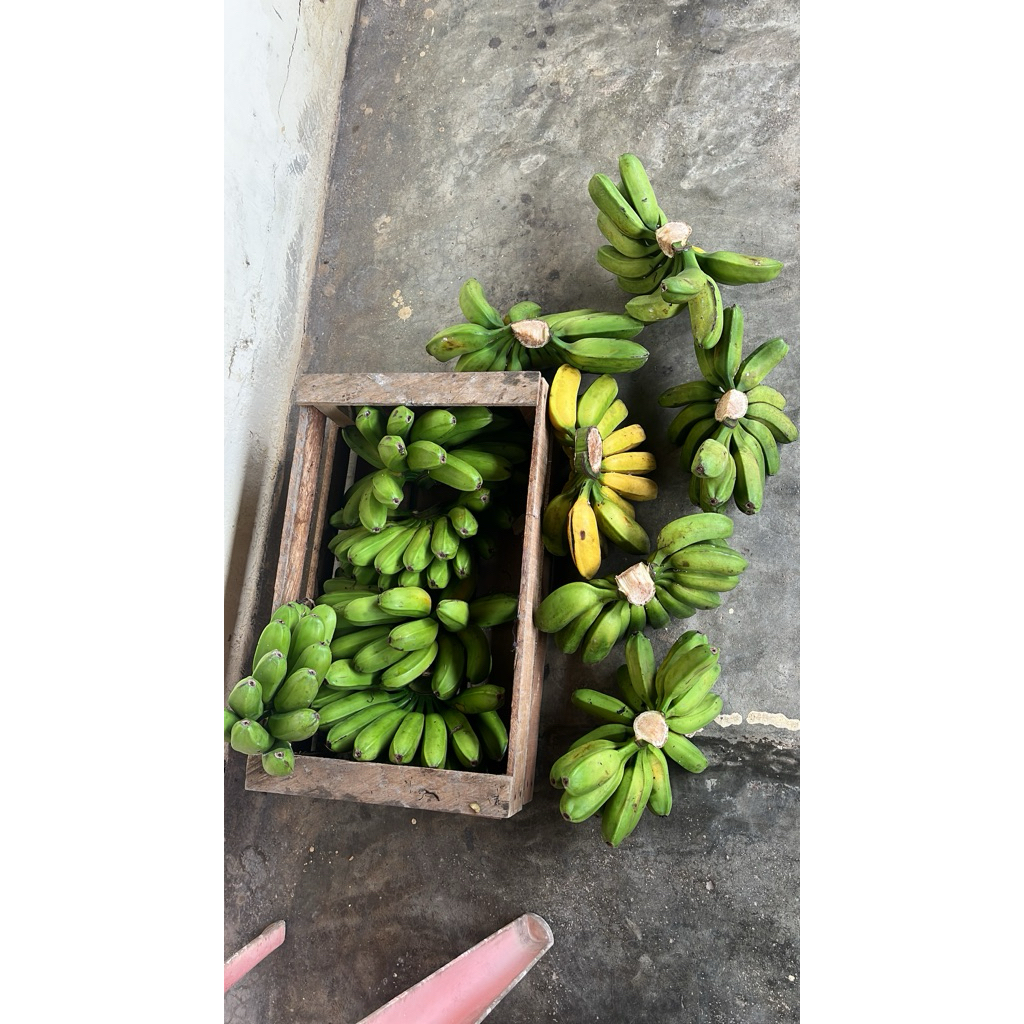 Pisang Kepok Papua