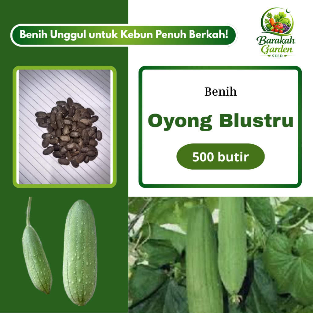 500 butir BENIH OYONG BLUSTRU / OYONG TAIWAN UNGGUL I EXTRA BONUS