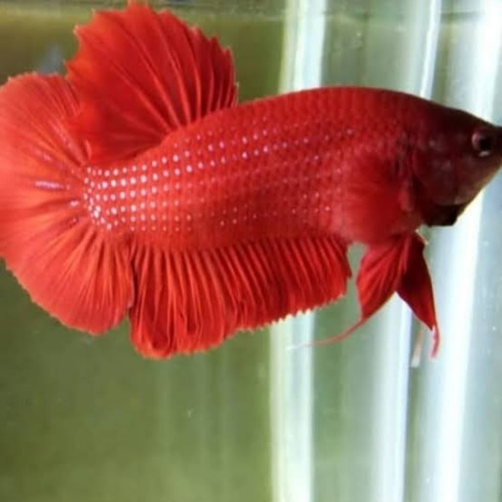 Ikan Cupang Plakat Super Red – Corak Merah Penuh – Mudah Dirawat – Hiasan Akuarium