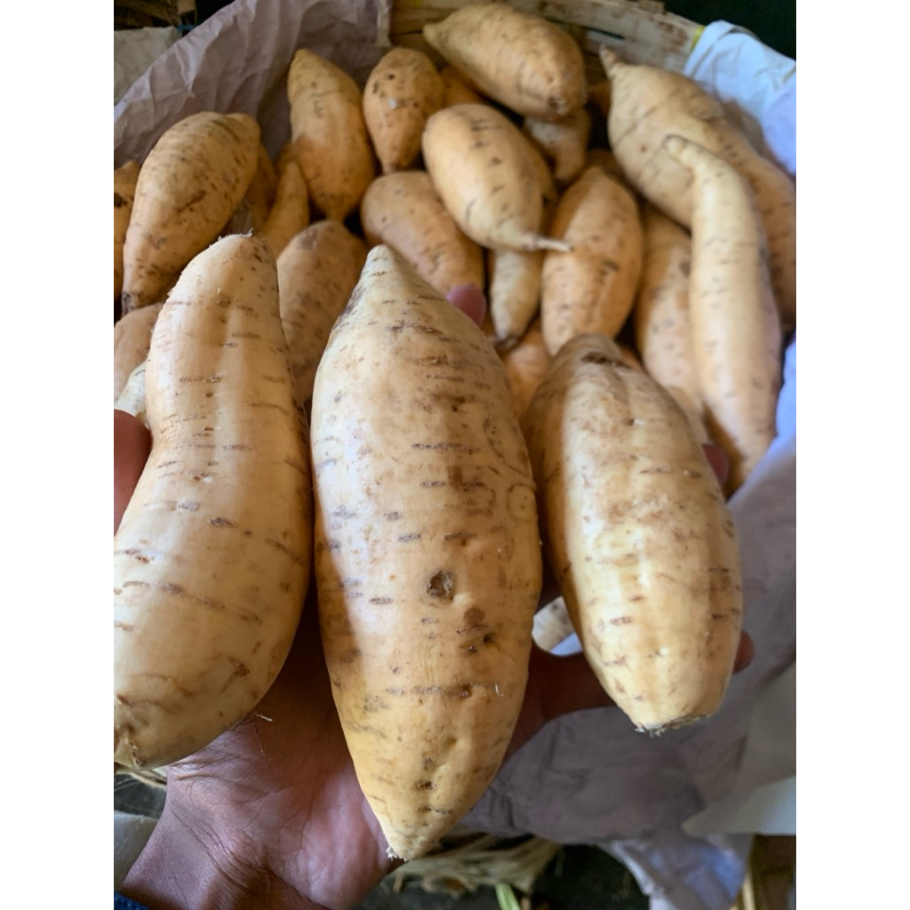 ubi madu cilembu simanis ukuran Super 1kg