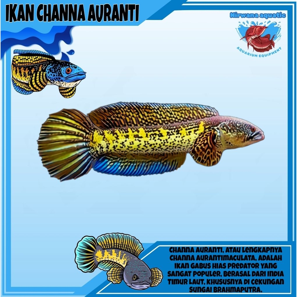 (INSTAN) AURANTI CB - UKURAN 12 CM