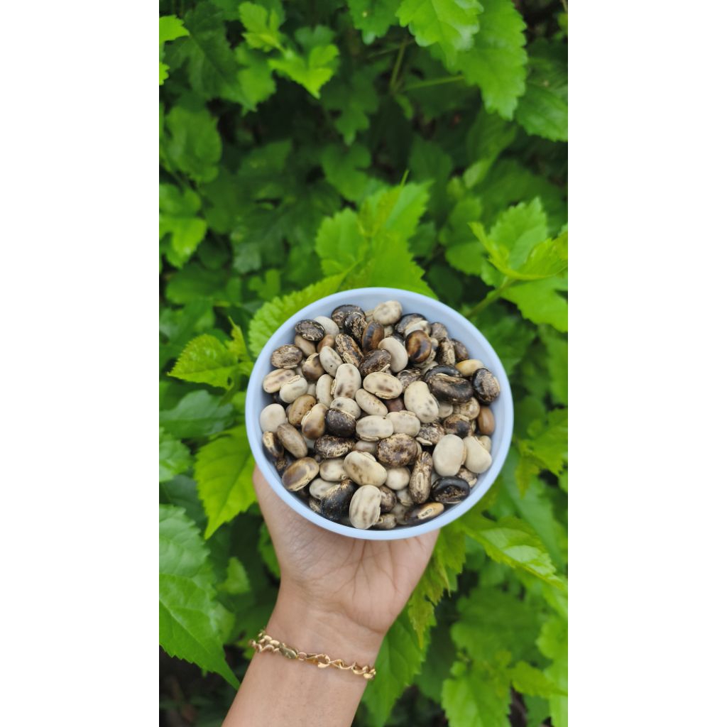KACANG BENGUK / BIJI KORO MENTAH 1KG / BIJI MUCUNA / BENGUK BLIRIK / BAHAN TEMPE