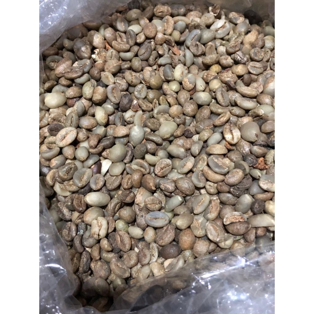 Biji kopi Robusta Rejang Lebong