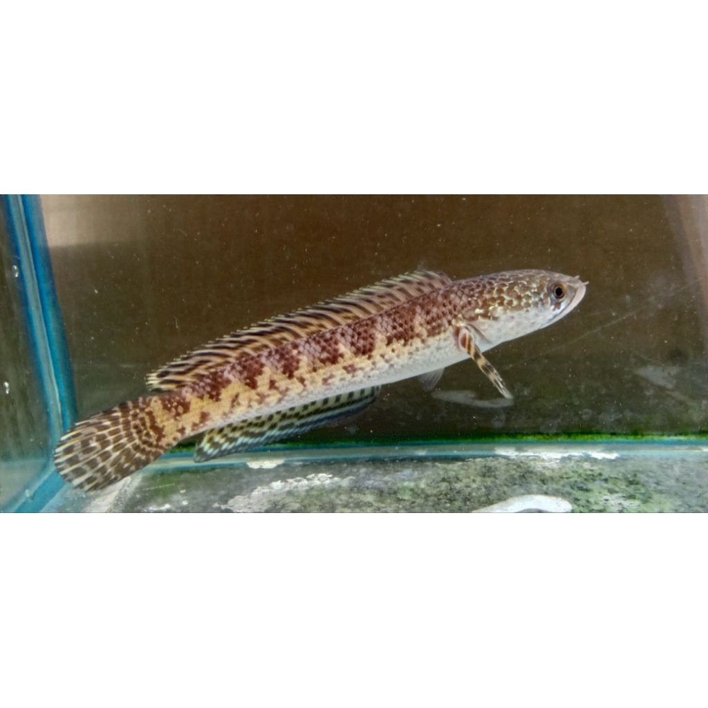 channa auranti 18-19cm | ikan predator | ikan rawatan