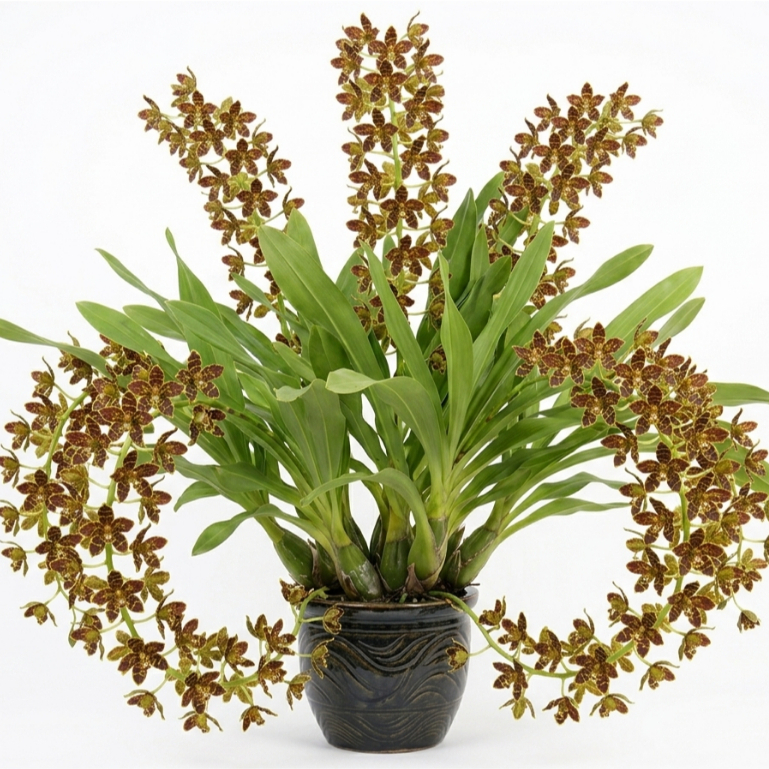 [ REMAJA | Grammatophyllum Tiger’s Paw – Anggrek dengan Corak Kaki Harimau
