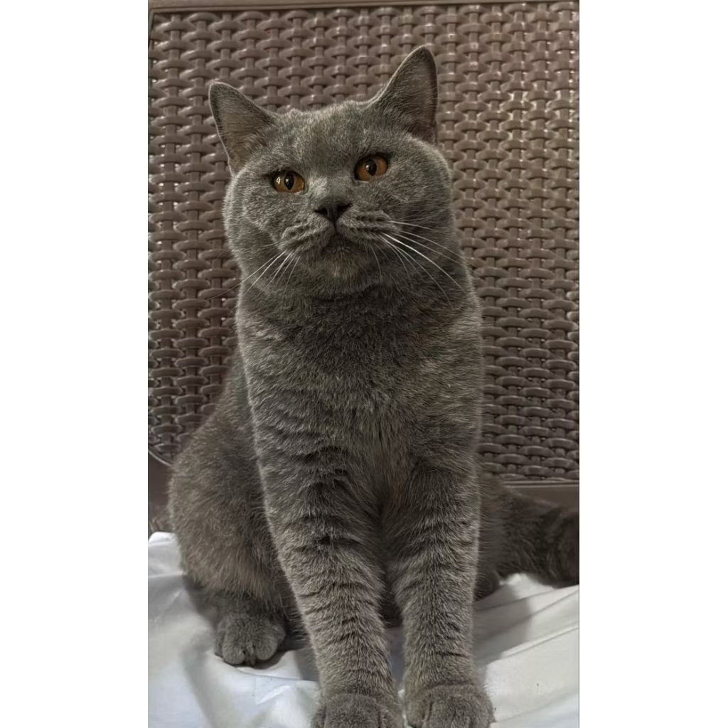 Kucing BSH