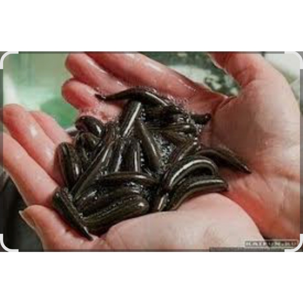 LINTAH HITAM MINYAK ASLI HERBAL