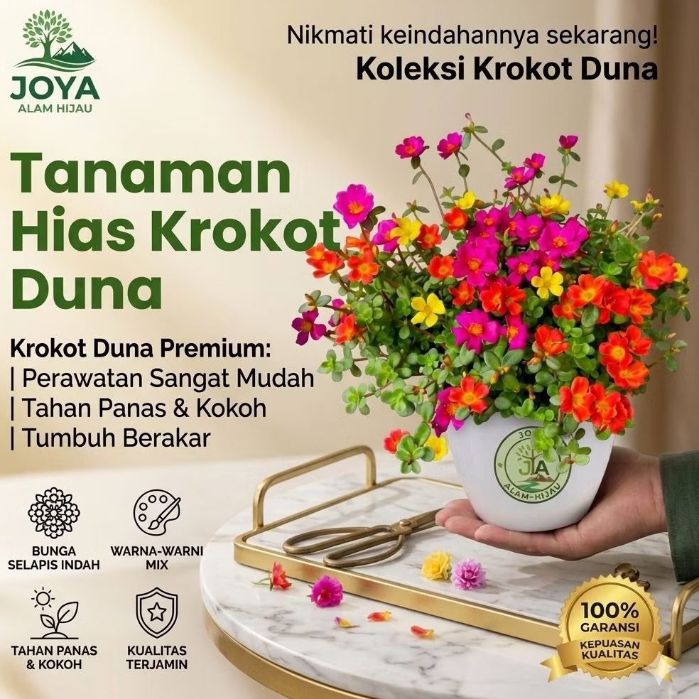 Tanaman Hias Bunga Krokot Duna Sweetbery Bunga Selapis Sudah Berakar Krokot Duna 6 warna Mix