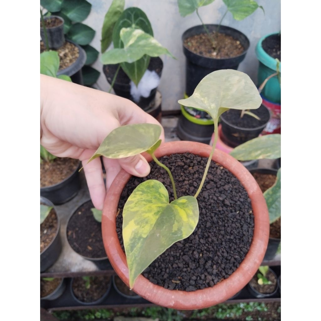 anthurium corong varigata trah mewah ( mau 4 daun)