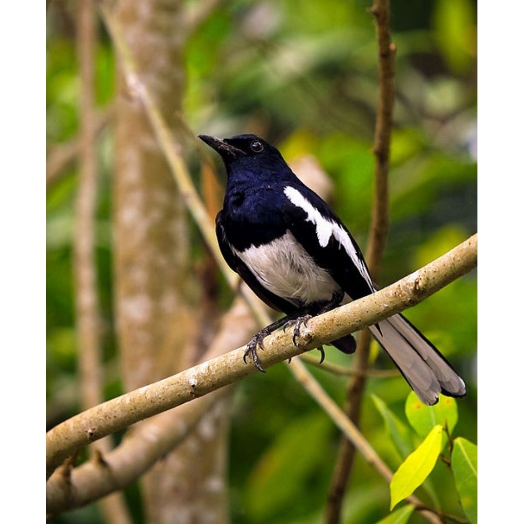 Burung Kacer kalimantan