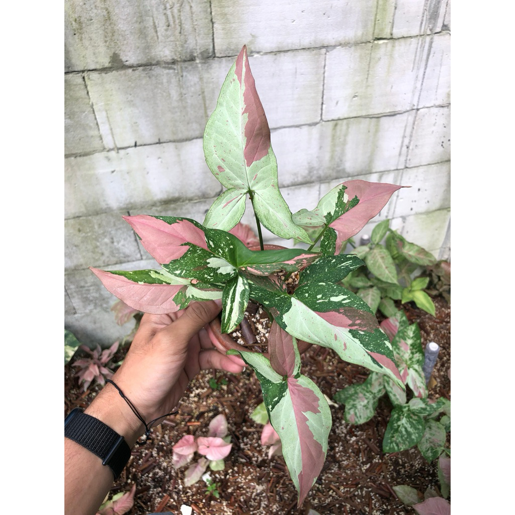 Syngonium Redspot tricolor impor europe dewasa - tanaman hias semi outdoor, untuk pemlu